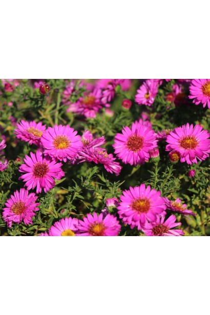 Астра кустовая Старлайт фиолетовая